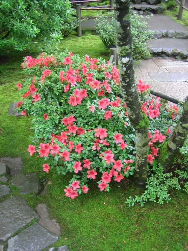 azalea buske rosa färg trädgårdsvård tips