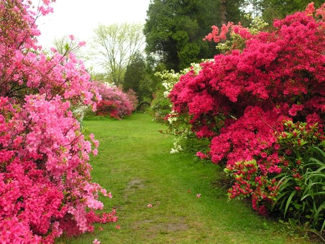 azaleas trädgård rosa färg buske vård villkor