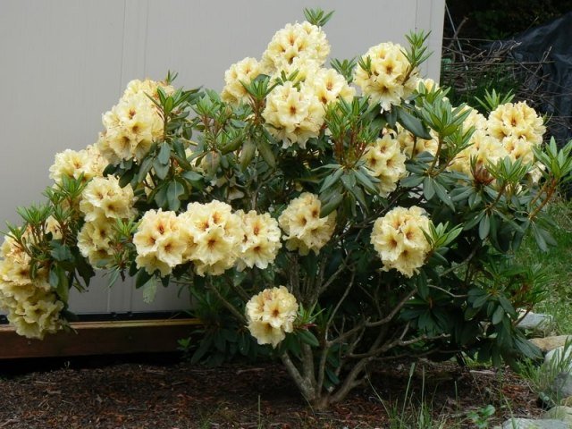 Rhododendron i trädgården gul trädgård delvis skugga odla snitt