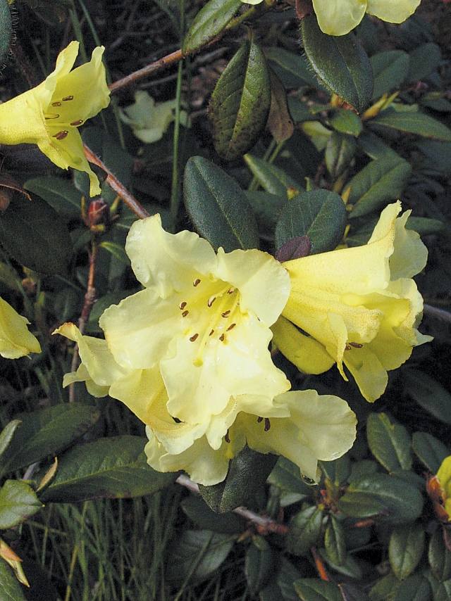 rhododendron gula blommor fläck av färg trädgård odla