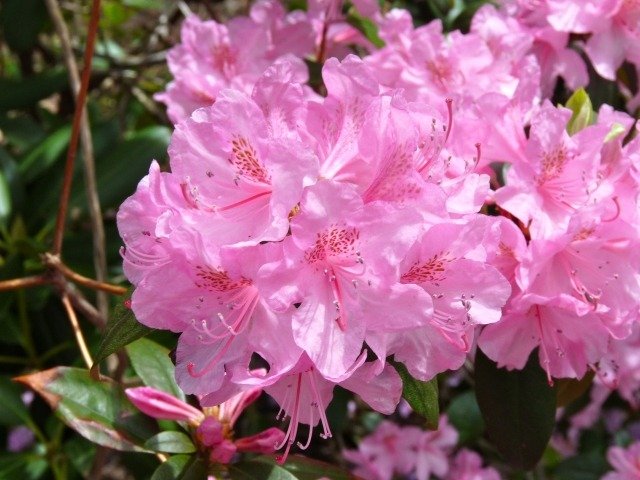 rhododendron trädgård rosa olika trumpetformade blommor