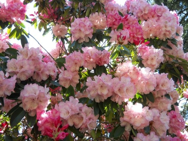rhododendron trädgård rosa blomma träd