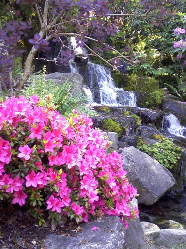 Skär rododendron i trädgården vård tips för växter