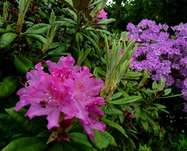 rhododendron trädgårdsvård tips lila sort