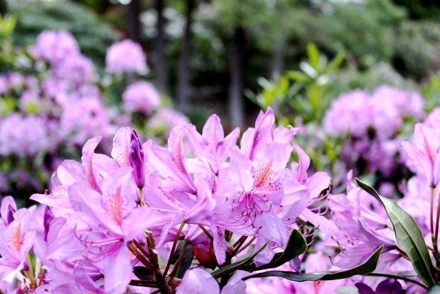 rhododendron trädgårdsvård klippa gödsla tips