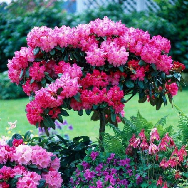 rhododendron vård för beskärning av följeslagare