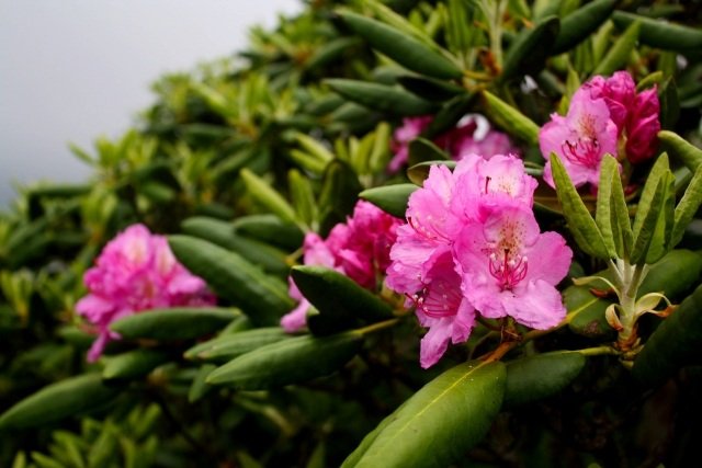 rhododendron trädgårdsblommor kan rosa odla snitt