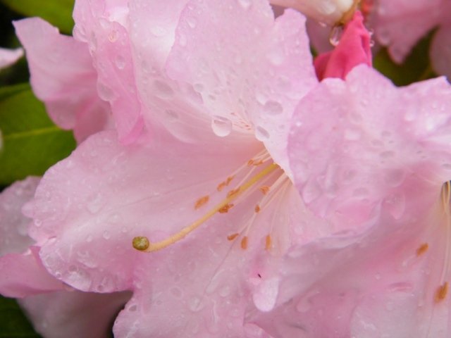Rhododendron buske trädgårdsarbete på sommaren vår