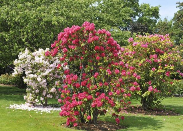 Formande rhododendron buskar växter kommer från Japan