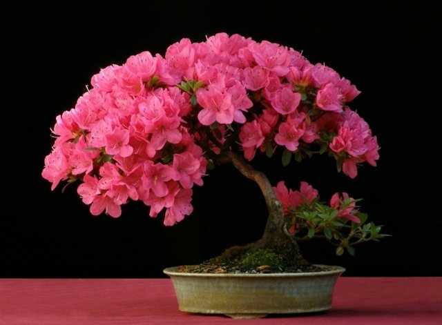ta hand om japanska bonsai -trädtips