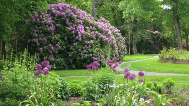 Rhododendron mycket hög buske i den klassiska trädgården