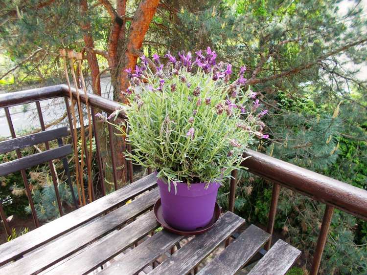 lavendel vård kruka växt balkong terrass