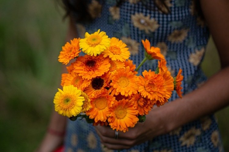 Marigold salva från Calendula officinalis är ett botemedel mot sår och hudproblem