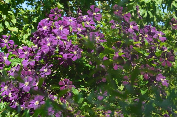 Clematis Étoile Violette med lila blommor