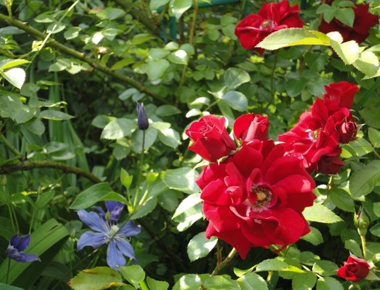 Rose Amadeus och Clematis Arabella planterar tillsammans i trädgården