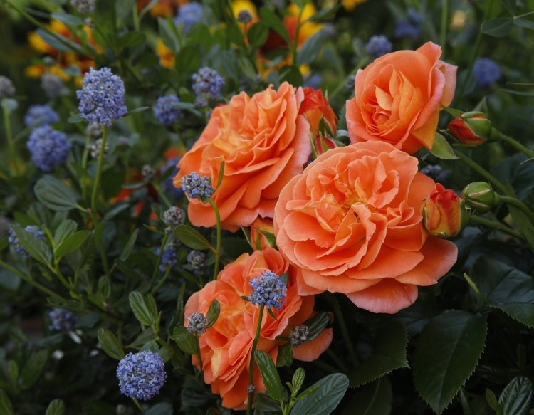 Rosor för halvskugga med dubbla blommor i orange-rött