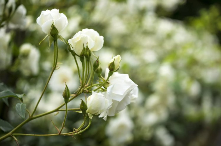Låga rosor för halvblommiga vita blommande sorter
