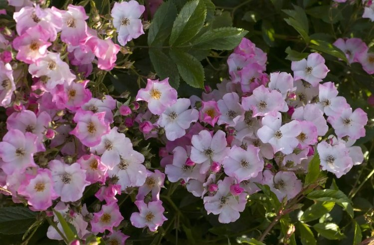 Floribunda roseballerina för hybrider i halvskugga med doft