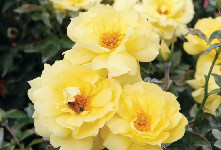 Floribunda ros för sorter med halvskugga med gula blommor