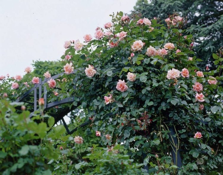 Klätterrosor och vandringsrosor för sorter i halvskugga en överblick
