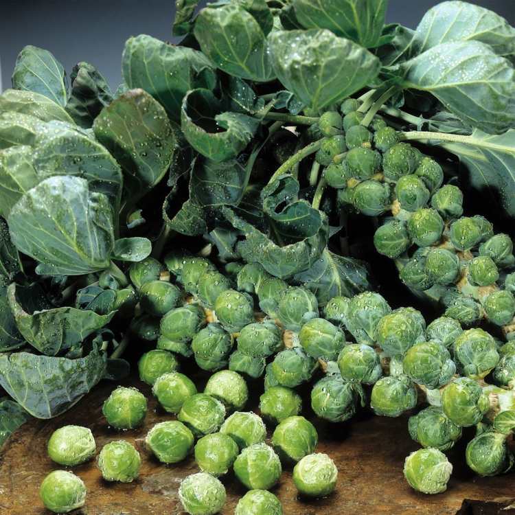 Brysselkål växter stam grönsaker huvudet av sallad trädgård tips