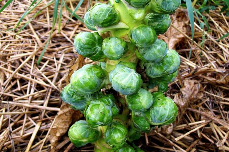 trädgårdstips Brysselkål plantor grönsaksort
