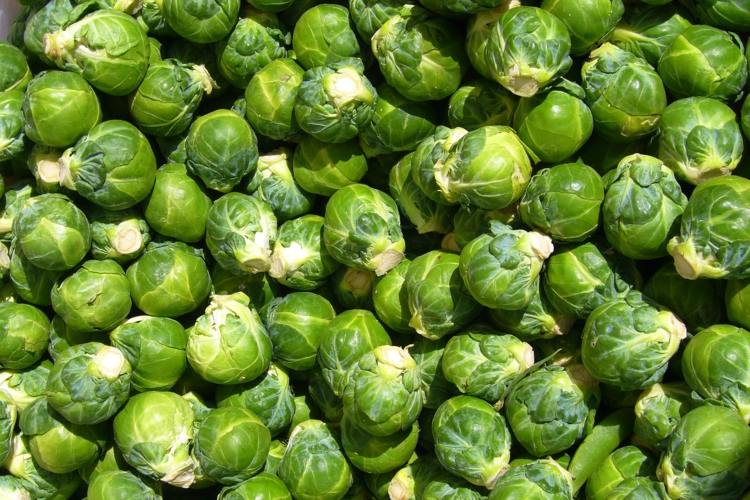 Skörd brysselkål växter grönsaker säng gröda trädgård