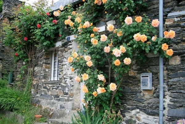 lanthus stenväggar klättring ros fasad entré