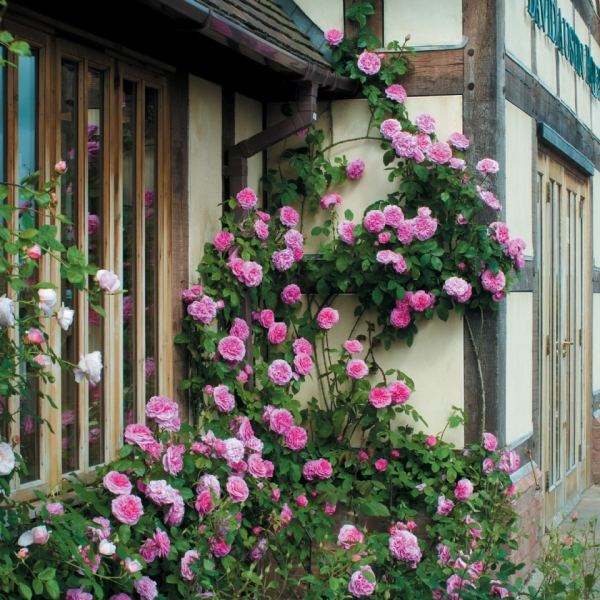 Klätterrosar snitt blommande rosa hus fasad lanthus
