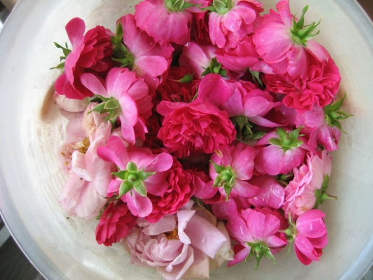 Gör rosenvatten själv DIY -instruktioner för naturlig kosmetika från rosenblad för ansiktet