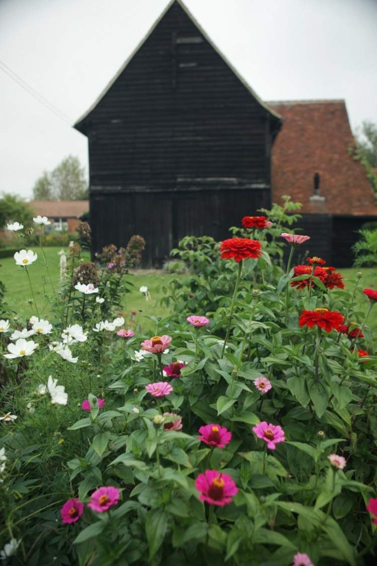 röd-trädgård-svart-bakgrund-fasad-ladugård-trä-krysantemum