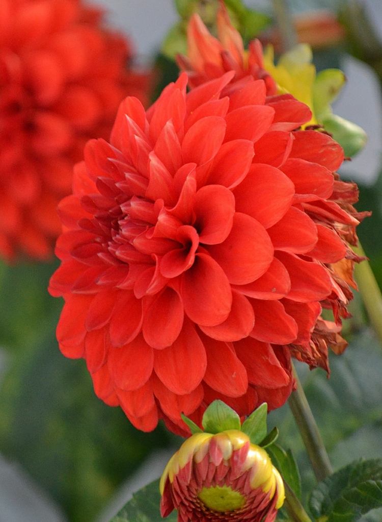 röd trädgård-dahlia-blomster-säng-form-accent-färg