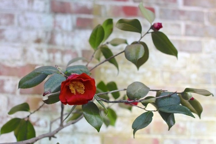 röd-trädgård-kamelia-blomma-ros-tegel-vägg-vägg-bakgrund
