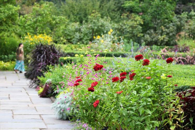 röd i trädgården zinnia-blomster-säng-trädgårdsstig-kullersten-grå