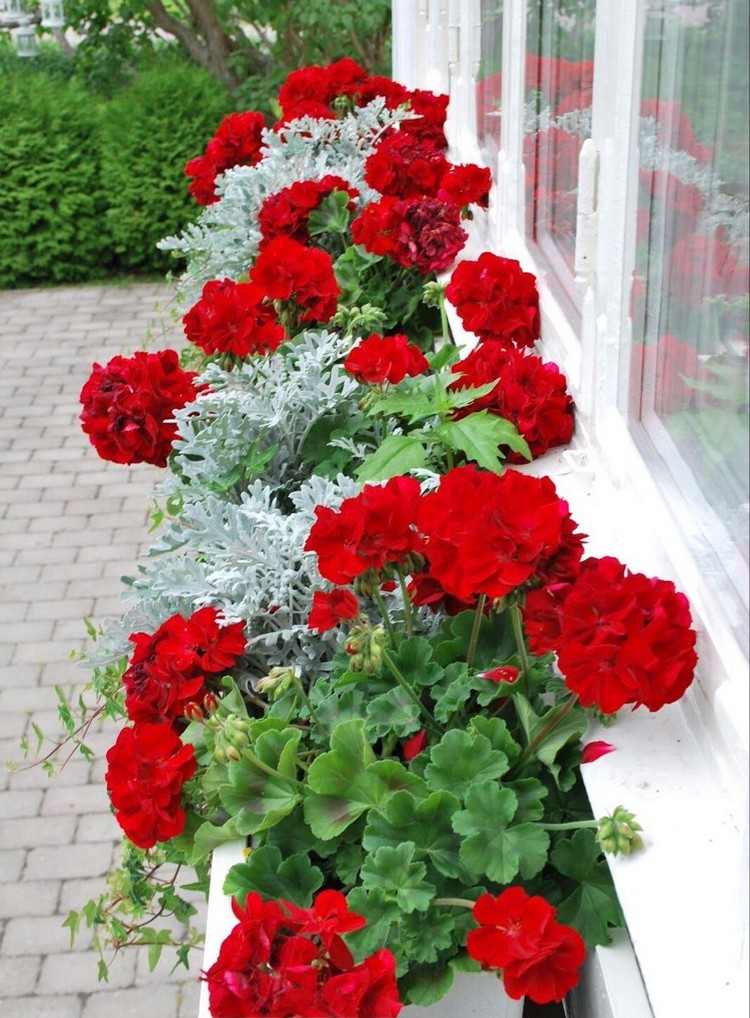 Röda blommor för balkong pelargoner i fönsterlådor