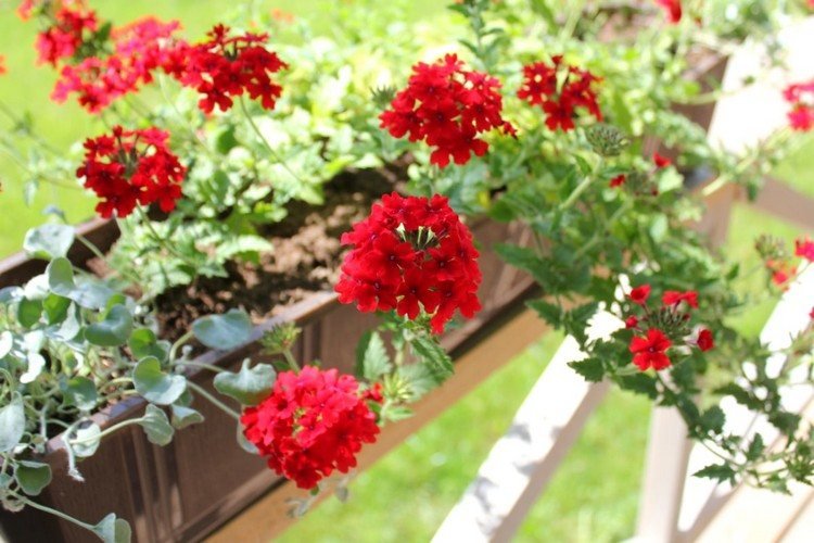 Röda blommor för balkongverbena i fönsterkartongen