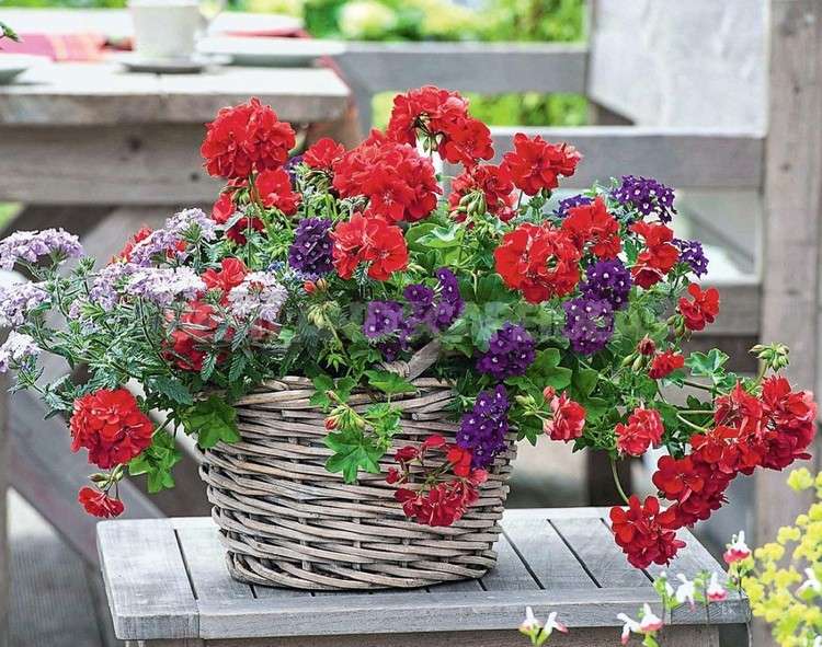 Balkongblommor med röda blommor Verbena -sorter