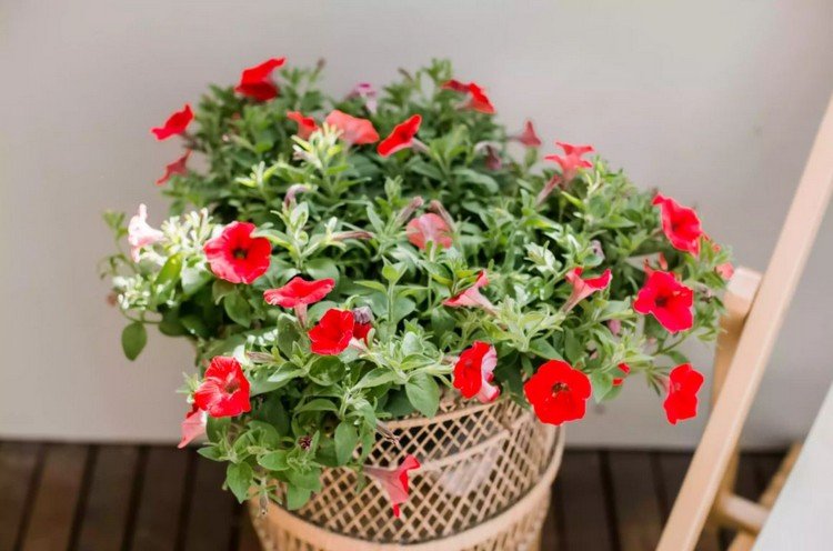 Röda blommor för balkong Petunia sorter