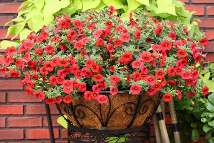 Balkongblomma med små röda blommor magiska klockor