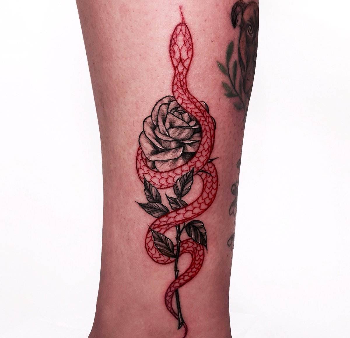 Röda tatueringar i svart och rött - idé med ros och orm