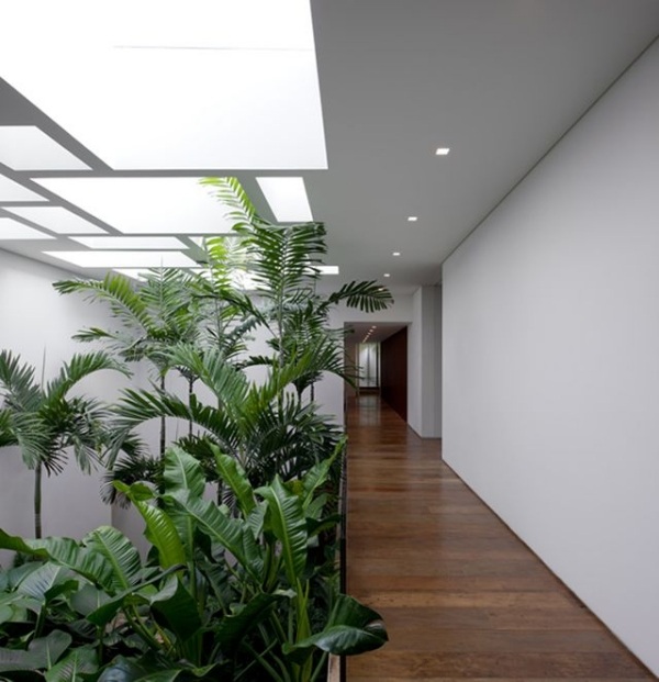 philodendron ormbunkar gröna växter inomhus trädgård fräscha upp kontorslokaler