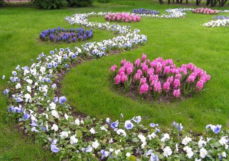 Runda rabatter med hyzianter och blomsterväg med penséer i trädgården