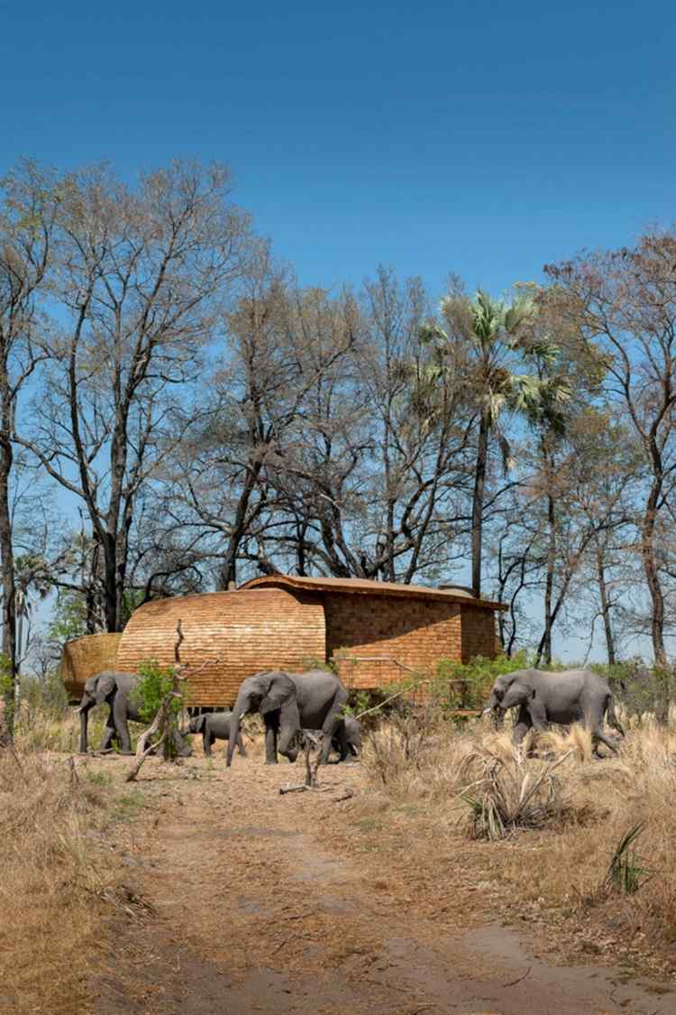 safari hydda gjord av drivved fritidshus idé design natur elefanter
