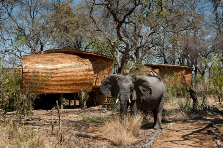 drivved safari hydda elefantstäpp botswana