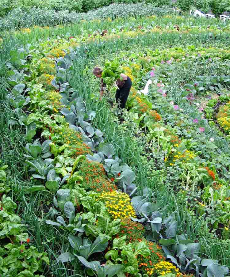 Växande salladsväxter-blommor-kryddor-tips-örtträdgård-grönsaksträdgård