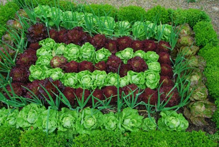 Odla salladsträdgårdstips-design-sängkläder-grönsaker