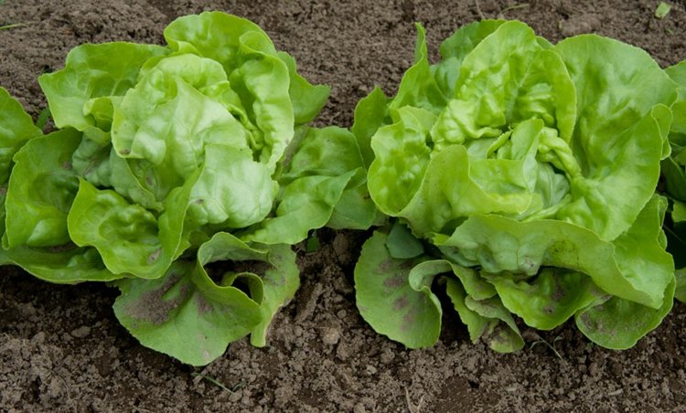 växande-sallad-sallad-friska-nybörjare-trädgårdsarbete-tips-grönsaksväxter