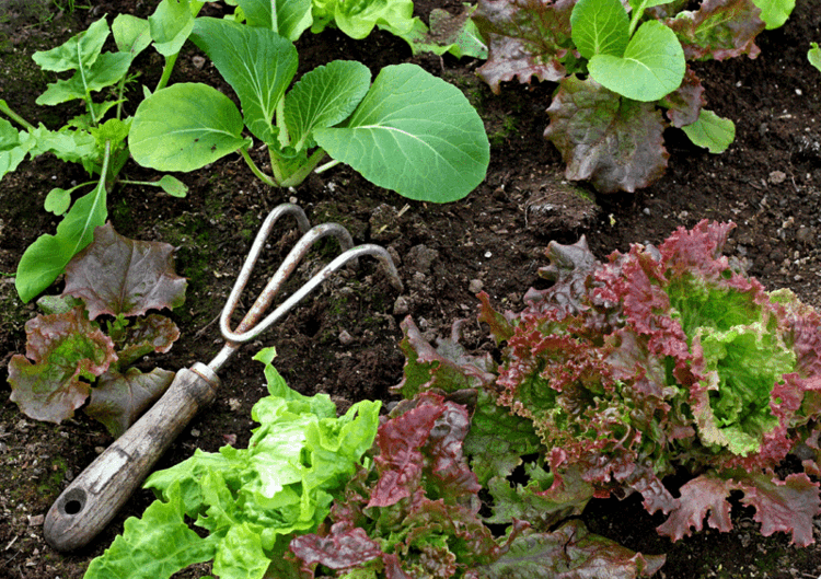 Växande sallads tips-trädgård-vård-rake-huvud av sallad