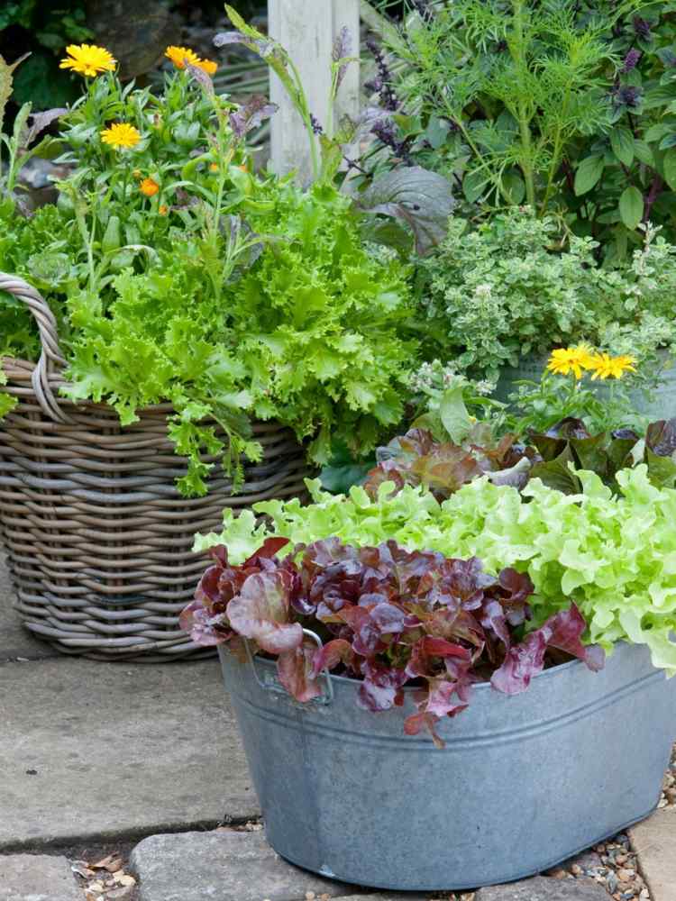 Växande salladskopor-planterings-sorter-näring-och-trädgård-friska