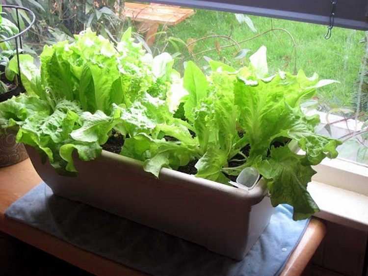 Lägg en blomlåda med salladsväxter vid fönstret